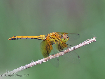 Sympetrum semicinctum, male